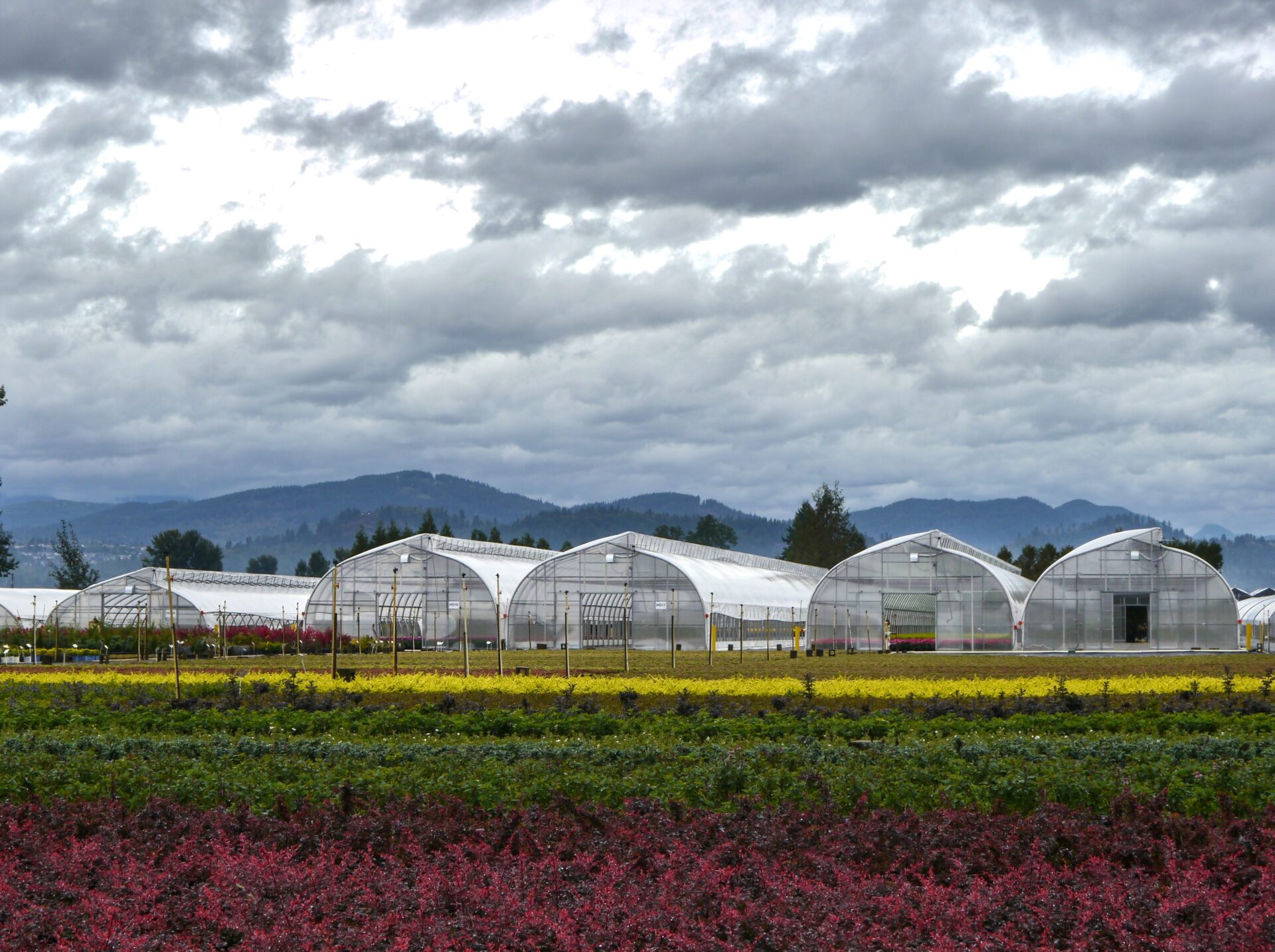 Greenhouses with roof ventilation for commercial farm