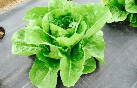Lettuce plant in landscape fabric