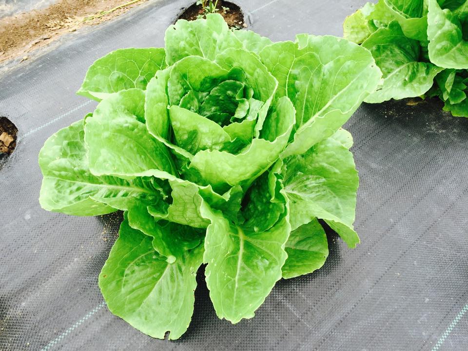 Lettuce plant in landscape fabric