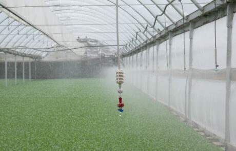 overhead sprinkler irrigation in hoop house