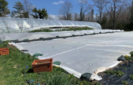 Farm field with hoop house and crops under row cover with sand bags